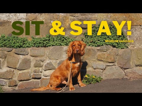 How To Teach Your Dog To Sit & Stay (& Enforce It!)