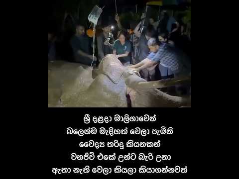 සුභ ගමන් ඇත් රජුනි 💔 කාවන්තිස්ස 🐘