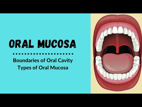 Mundhöhlengrenzen | Arten der Mundschleimhaut