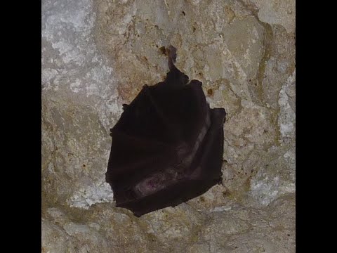 Cheile Vârghișului