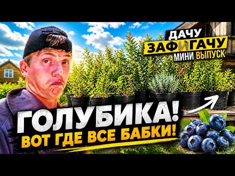 Голубичные движения, ягоды на даче