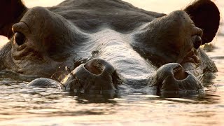 The Secret and Busy Night Life of Adult Hippos