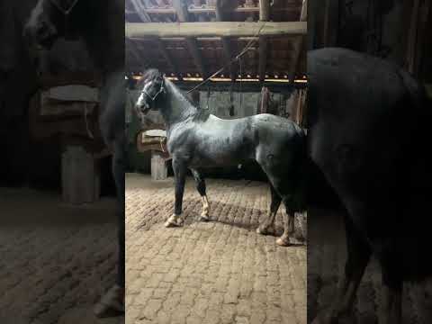 Ouro Negro de Vista Alegre - Página do Cavalo Crioulo