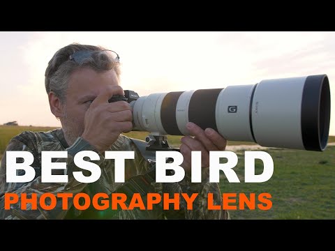 How to capture great bird photos. Featuring Sony FE 200-600mm Lens