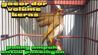 Download lagu CUCAK WILIS GACOR UNTUK PANCINGAN CUCAK WILIS AGAR RAJIN BUNYI GACOR SEKETIKA mp3