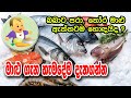 මාළු ගැන නොදන්න හැමදේම දැනගන්න all about fish baby food sinhala recipe බබාට කෑම babata kema