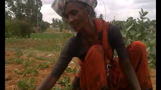 India - Landscapes, Animals, Bikes, Silk and Amazing, Beautiful People