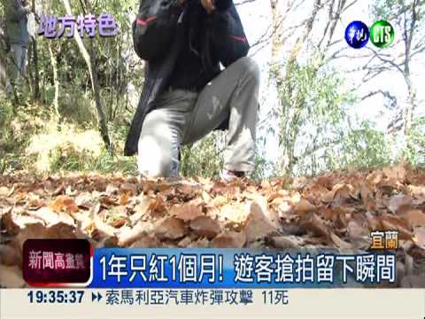 宜蘭山毛櫸紅似火 比楓葉還要美!