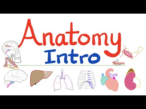 Introduction to Anatomy - Muscles, Tendons, Bones, Cartilage, Joints, Ligaments, Nerves, Fascia