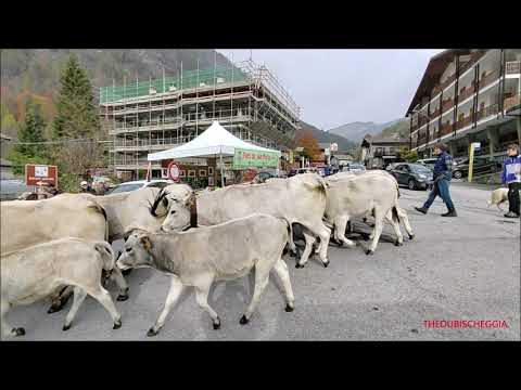 MUCCHE, CAVALLI, PECORE E CAPRE ALLA FIERA DI SON MARTIN A CASTELDELFINO (CN) DOM. 23 - 10 - 2022.