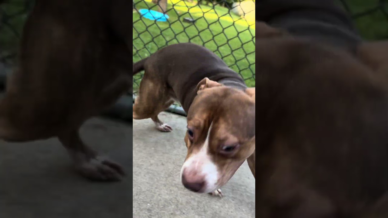 Barrel's Video 2