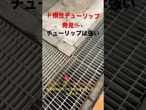 園芸 植物のチューリップ