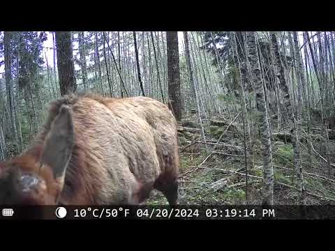KJK228：wildlife photography Video