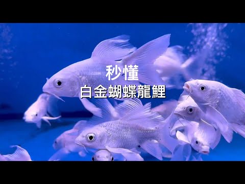 龍鯉種類