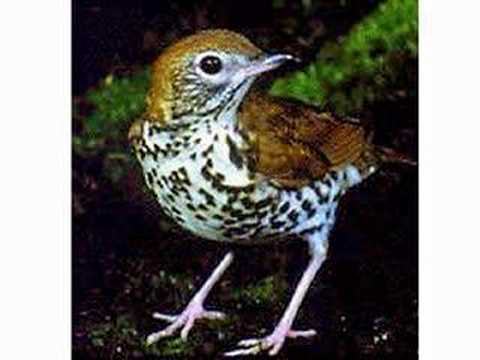 Pasărică albă-n ćĭoc - Živkica Lazarević