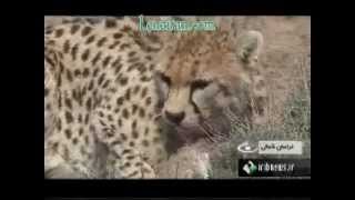 Report about wild life and the Asian cheeta in Iran