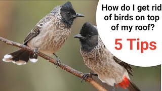 How do I get rid of birds on top of my roof?5 Tips To Keep Birds