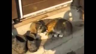 Safe and Warm (Superdrag)