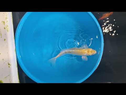 0473 Miyatora Ginrin Lemon Hariwake Tosai 23cm