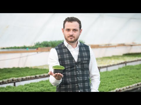 , title : 'Agricultura de mâine - Microgreens: cum faci venituri mari din plante foarte mici în România'
