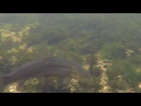 Savage Gear 3D Line Thru Sandeel - Introduction