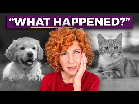 5 Questions to Help You When Your Pet Just Died