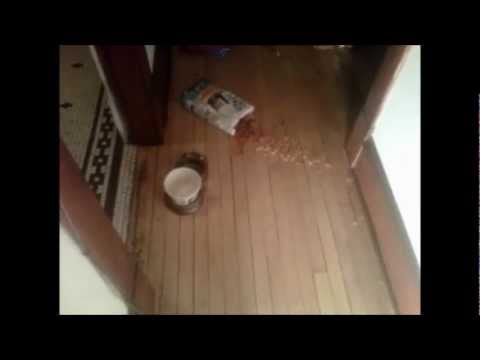 Stalin: bag of cat food feel