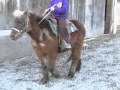 2 23 16 Barney Mini Pony