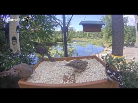 Juvie male Rose-breasted Grosbeak     Video 2016 08 29 140757