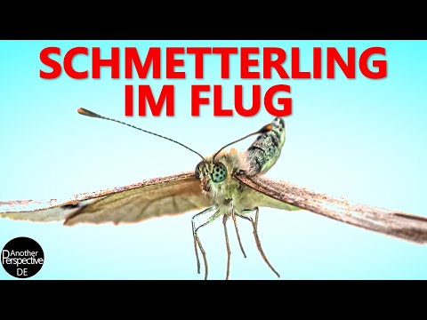 Insekten im Flug in Slow Motion | Schmetterling