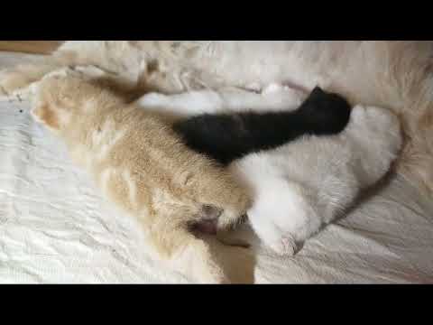 One Week Old Kittens Looks Like