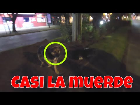 Este perro por poco muerde a Johanna. Recorremos la ciudad de Pucón por la noche