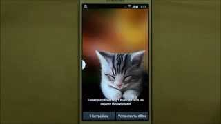 Сонный котенок Живые обои для Android