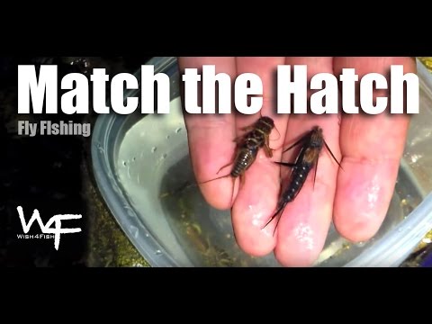 W4F - Top Tip - "Match the Hatch" Fly Fishing Tips