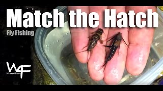 W4F - Top Tip - "Match the Hatch" Fly Fishing Tips