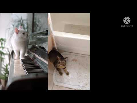 cat 😺 funny video