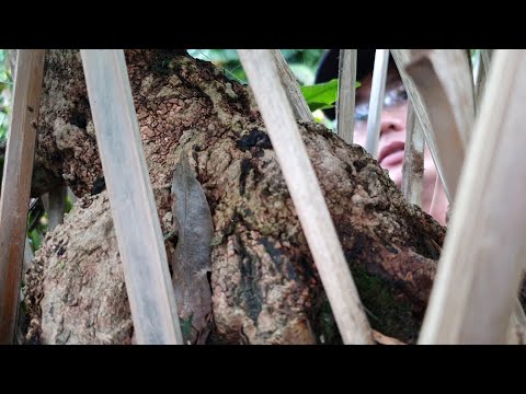 1/8 gl cây mai bonsai dáng siêu tranh gốc đế già như trài cà đẹp ko tưởng( 0357894469)