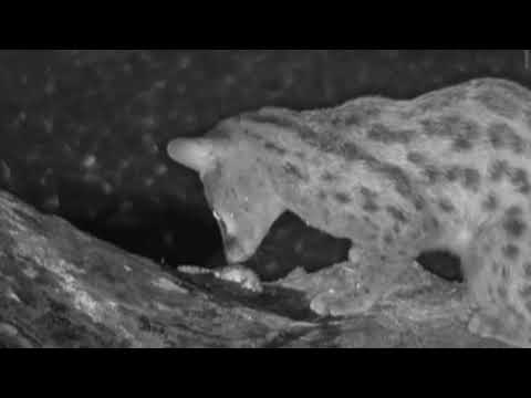 Genet Dines & Grooms at Djuma Game Reserve  December 12, 2019