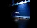 African Lungfish Protopterus Aethiopicus Albino Monster Predator @shimpei_nozaki | Falcon Aquarium