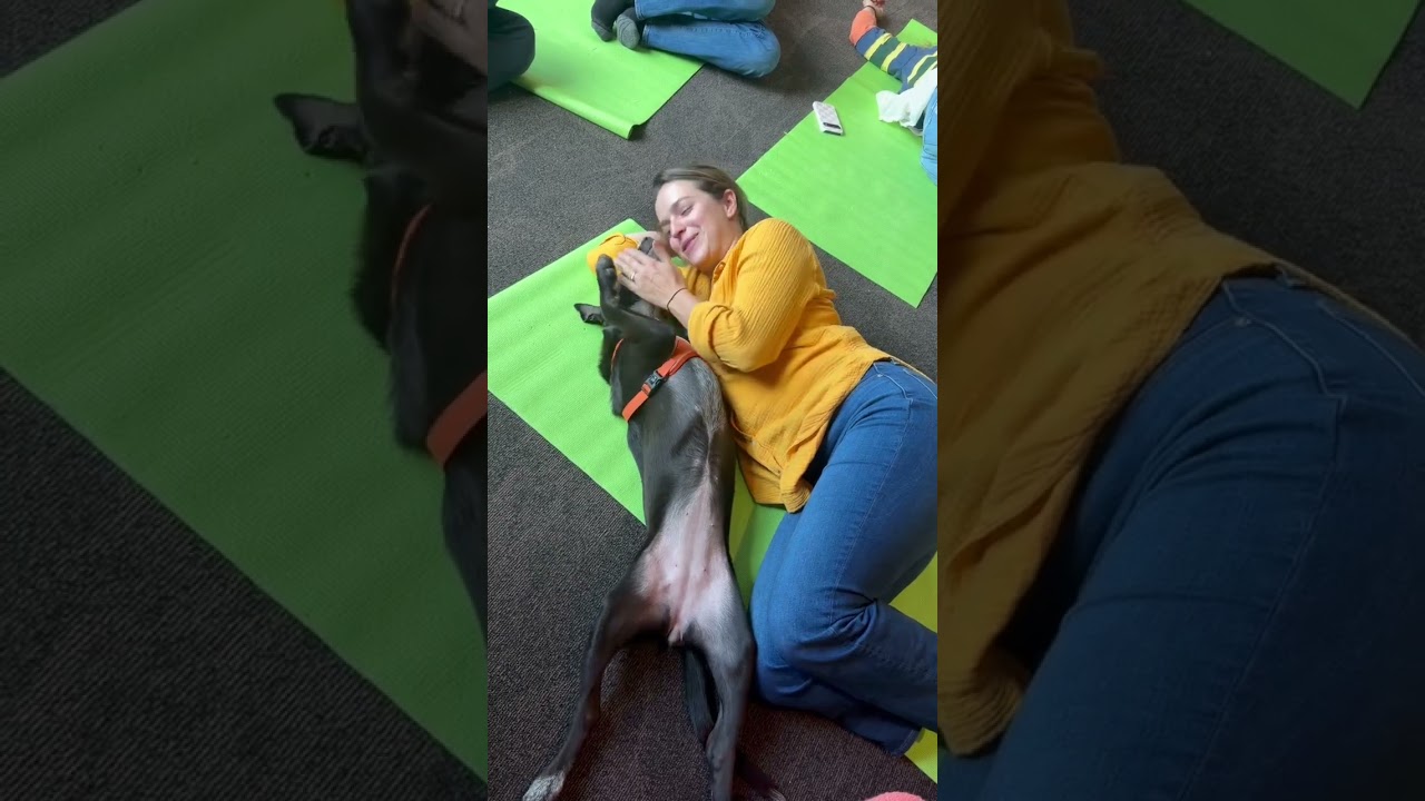 Enlarge Winnie, a Adoptable mixed breed in Boulder, CO video 2/6