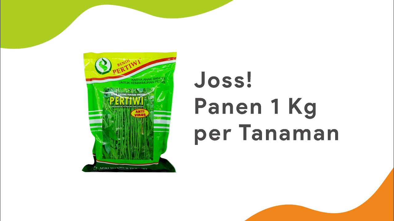 Putar video SIAP PANEN 1 Kg/TANAMAN | Benih Pertiwi Kacang Panjang | Toko Deeres sekarang SIAP PANEN 1 Kg/TANAMAN | Benih Pertiwi Kacang Panjang | Toko Deeres