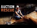 Auction Rescue - Horse Rescue Heroes | S3E7