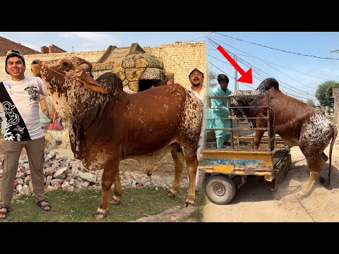 Zoo Mein Qurbani Ka Janwar Ly Aiy 😍 unloading Ki 