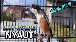 Download lagu cendet gacor BONGKAR MATERI PALING HANDAL PANCINGAN CENDET AGAR BUNYI bikin BURUNG PENTET GACOR DORR mp3