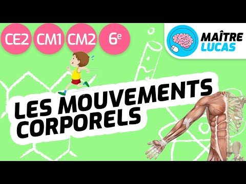 Les mouvements corporels CE2 - CM1 - CM2 - 6ème - Le corps humains, squelette, os, muscles