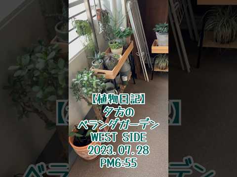 植物を使った 28 のバルコニー装飾アイデアで外装を飾りましょう  庭園