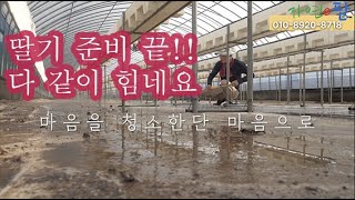 딸기 정식 마지막 준비 끝!! 이번 장마 정말 휴... 그래도 쏘일킹 소독은 잘 되어 다행입니다. 장마, 태…