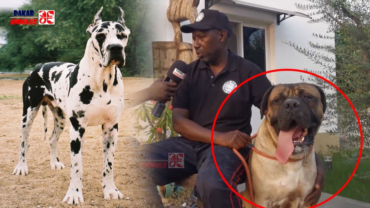 chiots cane corso video thumbnail
