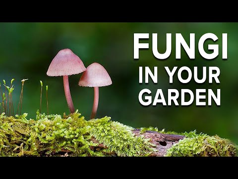 Cultivating the Fungi in Your Garden