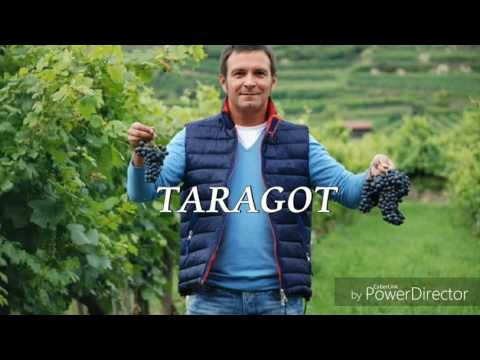 Daniel Buzdugan - Farsă - TARAGOT